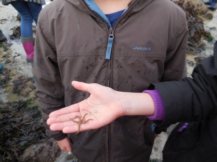 Une ophiure ! de la famille des Echinodermes.